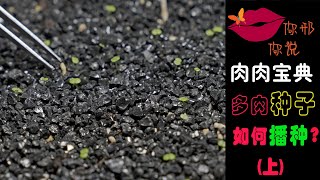 【你邢你说】肉肉宝典 - 多肉种子如何播种 (上) - 字幕版