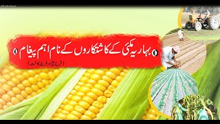 بہاریہ مکئی کیلئے شرح بیج اور طریقہ کاشت