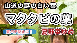 【野草術】マタタビ葉の夏野菜炒め～山道の白い葉は夏バテを吹き飛ばす野草～6月食べられる野草レシピ\