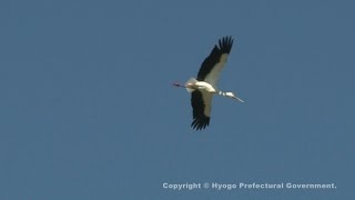 空飛ぶコウノトリ