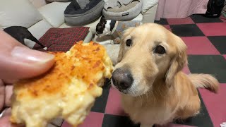 【障害者パパの手作り】鶏ミンチで作るナゲットが愛犬達に大好評でしたｗ