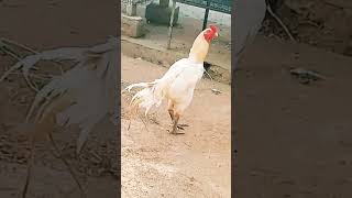 #funny_chicken #kozhi_koothugal #funny #comedy #short 🤣😂🤣