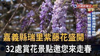 走春賞花來嘉義！ 瑞里紫藤花盛開正對時－民視台語新聞