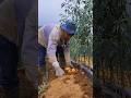 Thank God, potato farmers in the Dieng mountains #farming #satisfying #garden #farming101