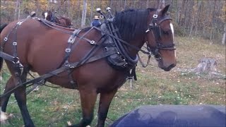 Amish horse logging