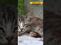 APAKAH KUCING TAHU WAKTU KRMATIANNYA? INI DIA FAKTANYA #cat #facts #animals #shorts #trending #viral