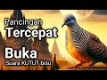 PERKUTUT LOKAL GACOR suara besar - BIANG PANCINGAN