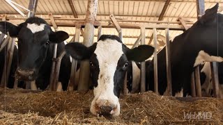 The Truth About Dairy | WebMD