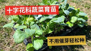 Cruciferous Vegetable Seedlings ｜ 十字花科蔬菜育苗，不用催芽轻松种，一盘种出大白菜 娃娃菜 圆白菜 花椰菜 西兰花 羽衣甘蓝 芥蓝 苤蓝