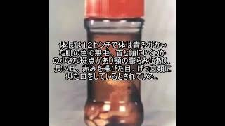 1.5倍速未確生ファイル242　ジローナのノーム