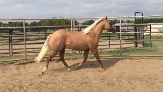 2017 Legacy Sale Consignment Hip #30 LOWDOWNINTINSELTOWN
