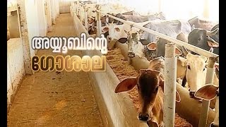 Dairy farm of Ayoob | അയൂബിന്റെ ഗോശാല | Akalangalile India 29 June 2016