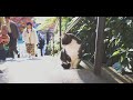 autumn in kamakura cinematic travel video 4k kamakura japan