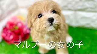 ミックス犬・マルプーの子犬　（平野瓜破）