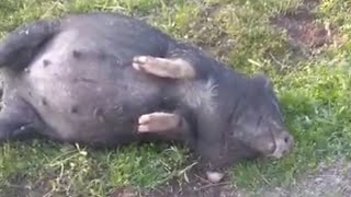 FAT DRUNK PIG ROLLS DOWN A HILL[TRY NOT TO LAUGH]