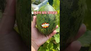 옥상텃밭 화분에 키운 개구리참외 수확. harvest frog korea melon grown on rooftop pot.  #황영웅 신곡 비상