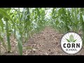 Corn School: Measuring the impact of fertility and strip till timing