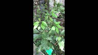 牛樟(有樟)圖鑑 Cinnamomum micranthum