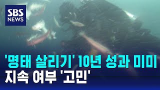 '명태 살리기' 10년간 성과 미미…지속 여부 '고민' / SBS