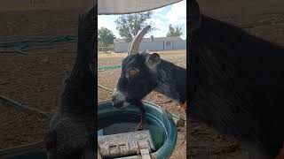 Goat Drinking Water 💧 GULP!