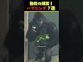 instagramで8億回バズった動物ハプニング動画7選！7animal happenings videos that got 800 million buzz on instagram 犬 猫