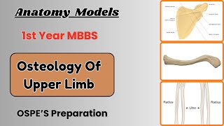 Upper Limb Bones | Ospe Preparation | Dr. KS Academy