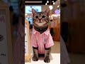 Kucing lucu Dan manis pedagang Tkng es krim di mall-mall #musik #cat #catlover #lagukucing