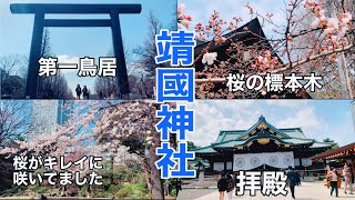 靖國神社  桜の標本木  遊就館/Cherry blossom in Yasukuni Shrine and Yushukan Museum  靖国神社