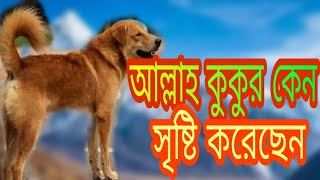 আল্লাহ কেন কুকুর সৃষ্টি করেছেন যা শুনলে আপনি অবাক হয়ে যাবেন koran khota  কোরআনের কথা