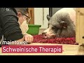 Ein Schwein namens Schnitzel | maintower