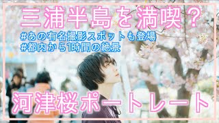 【桜ポートレート】春の三浦海岸で満開の河津桜と、超絶景！海が見えるバス停でポートレート。