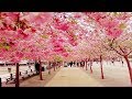 The Most Beautiful Cherry Blossom in the World