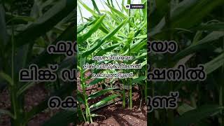 വീട്ടാവശ്യത്തിനുള്ള ഇഞ്ചി വീട്ടിൽ തന്നെ കൃഷി ചെയ്യാം / Inji Krishi malayalam