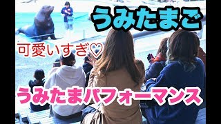 【うみたまご】可愛すぎる！うみたまパフォーマンス！【リスパル2次会公式vol.67】【oita sightseeing】