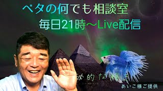 ダブルテールオスから撮影(^^♪【ベタの何でも相談室】2020年7月17日