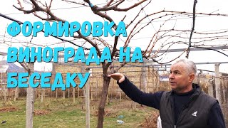 Формировка на беседку винограда( 3-часть)