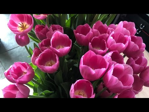 Tulips рџњ Youtube