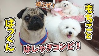 ビションフリーゼ”もちこちゃん”とパグ”ぱっくん”のはしゃぎすぎコンビ！ 🐶ひみつきちなう！①🐶 2019年12月4日