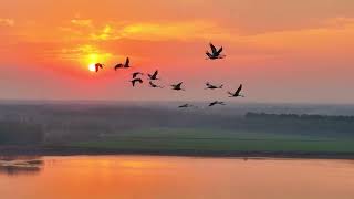 First class state protected animal - white-naped crane appears in Shandong