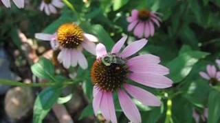 Bees Collecting Pollen on Echinacea Flowers in Slow Motion