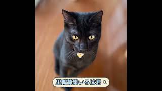 里親募集　黒猫いろはくん