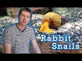 Rabbit Snail Care Guide (Freshwater Aquarium Snail)