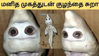 baby shark | மனித முகத்துடன் குழந்தை சுறா | New baby white shark with human face found in Indonesia