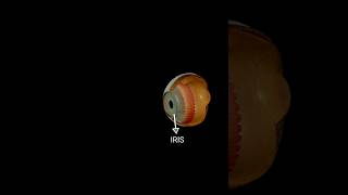 HUAMAN EYE PARTS 3D ANIMATION #eye #3d animation #anatomy