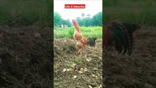 🐓தேளு? பூரானா?🤣🤣😅👻🤭#losangeles123#கோழி  #entertainmentvideo#funny_chicken#kozhi_koothugal#comedy#sub