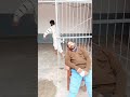 prisoner👮 episode 40 comedy comedyfun comedyfilms shortvideo comedyfu humor