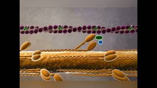 زیست کنکور - انقباض ماهیچه muscle contraction