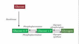 Glycogen Synthesis and Degradation