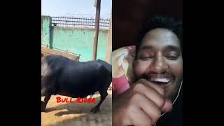 ও নো নো #comedy #funny #fun #bullride #bull #music #memes