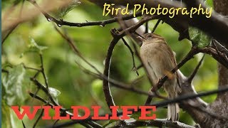 Bird Photography/ Wildlife photography /hiding sparrow from the Rain